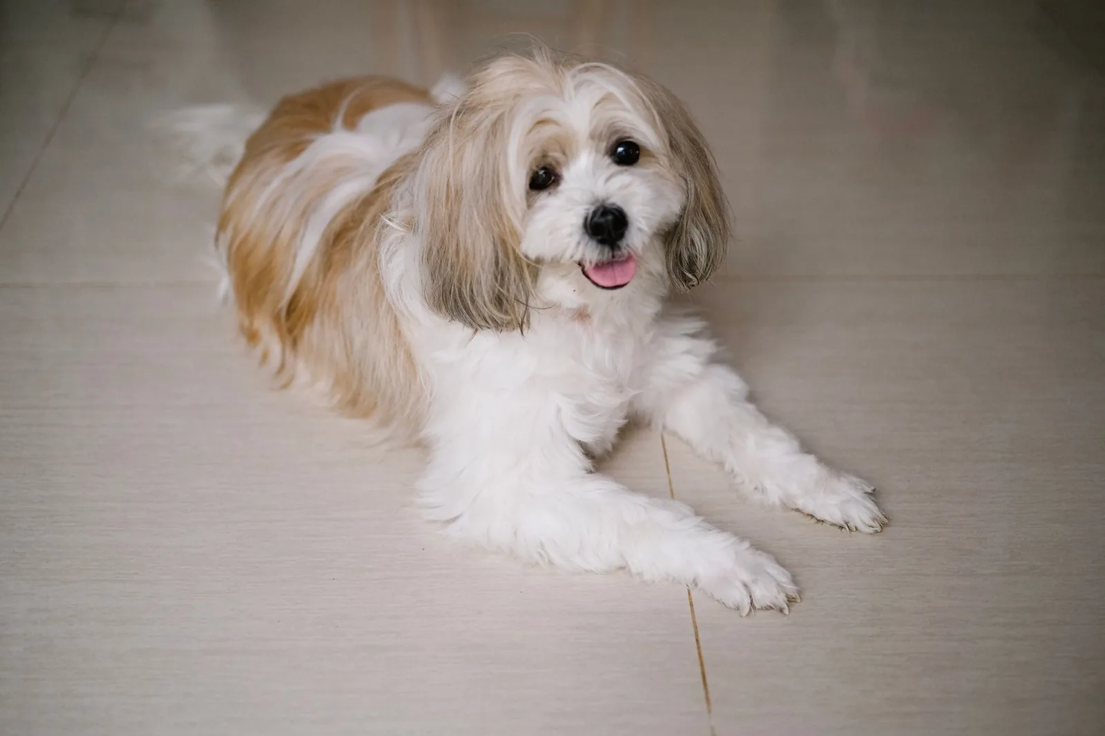 A small dog settled happily in its new home