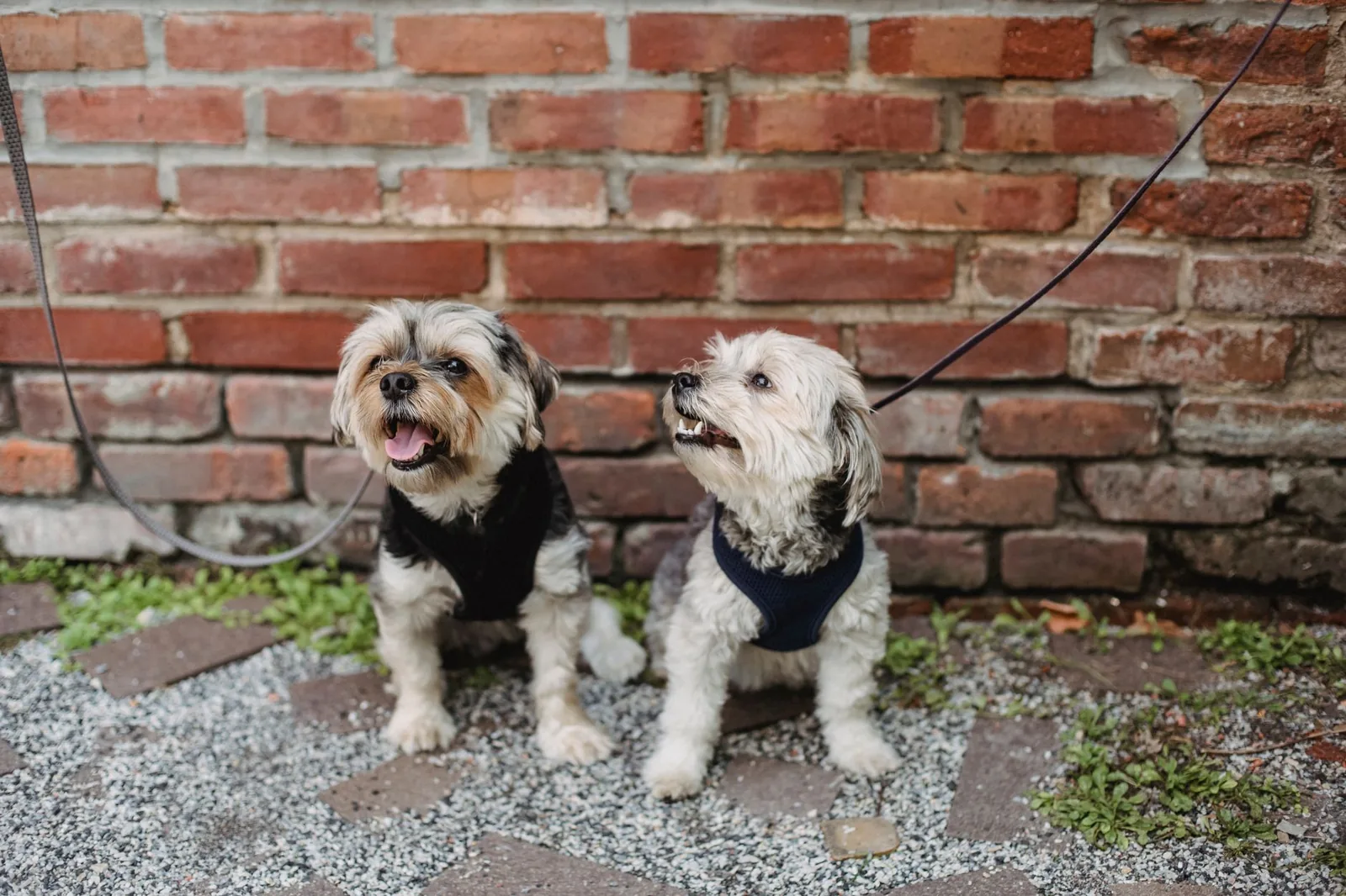 Two small dogs sitting close together