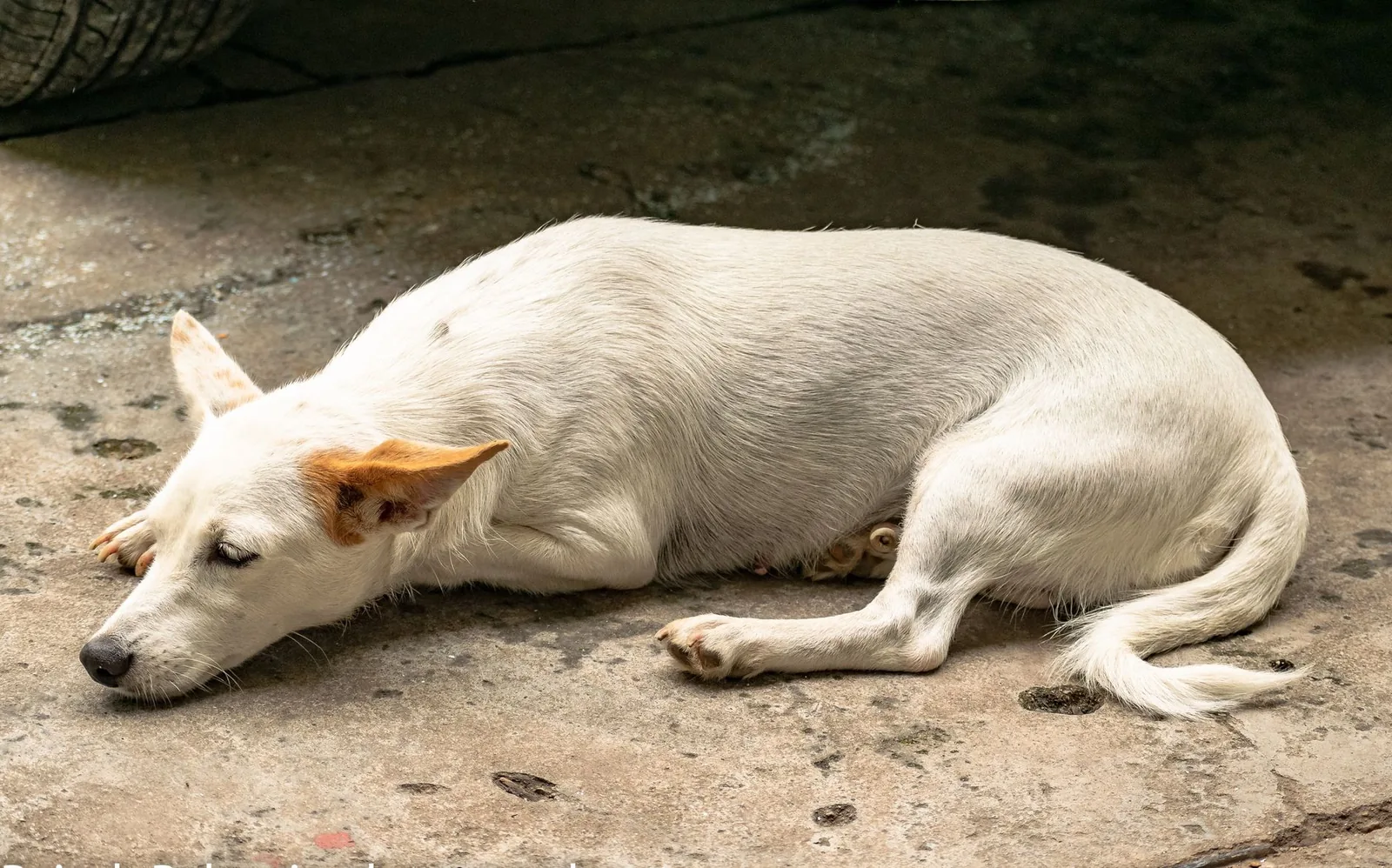 An older white terrier resting calmly indoors