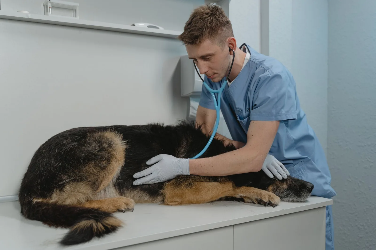 A veterinarian listening to a dog’s chest during a health check