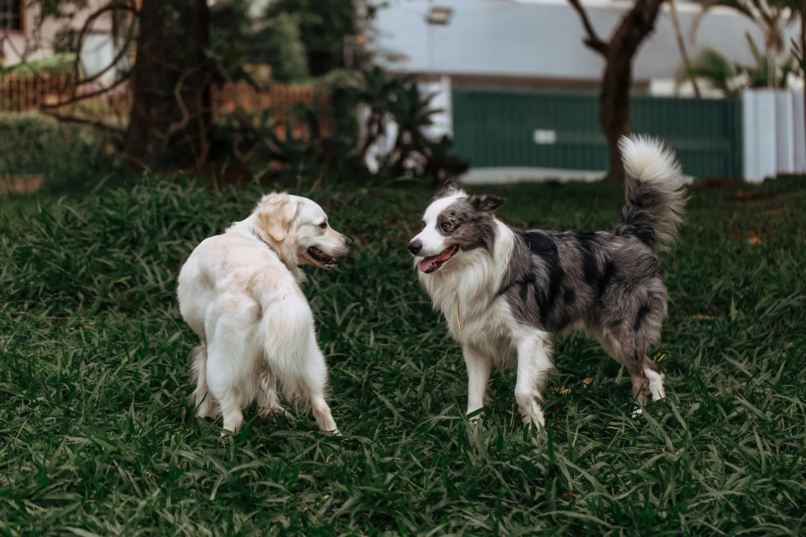 Two dogs playing in an enclosed garden