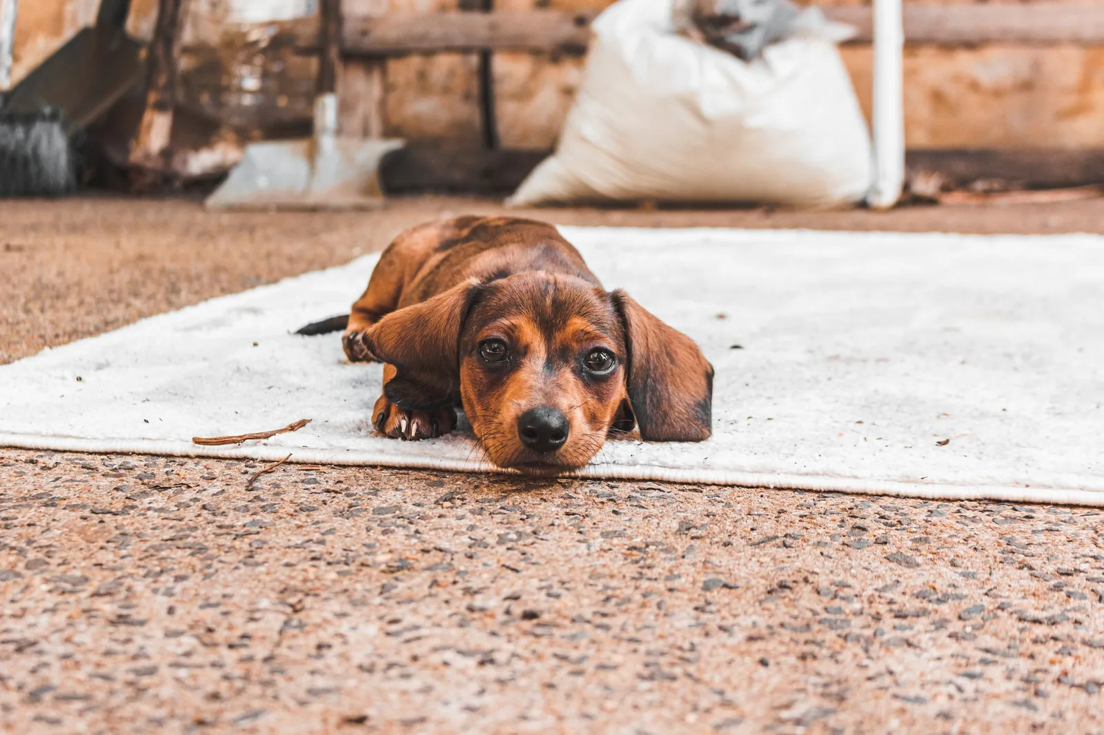 An older dog lying on a rug indoors