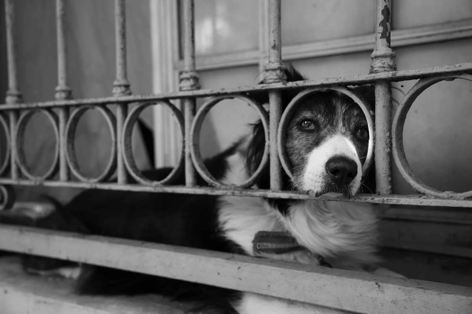 A dog looking through a baby gate in a doorway