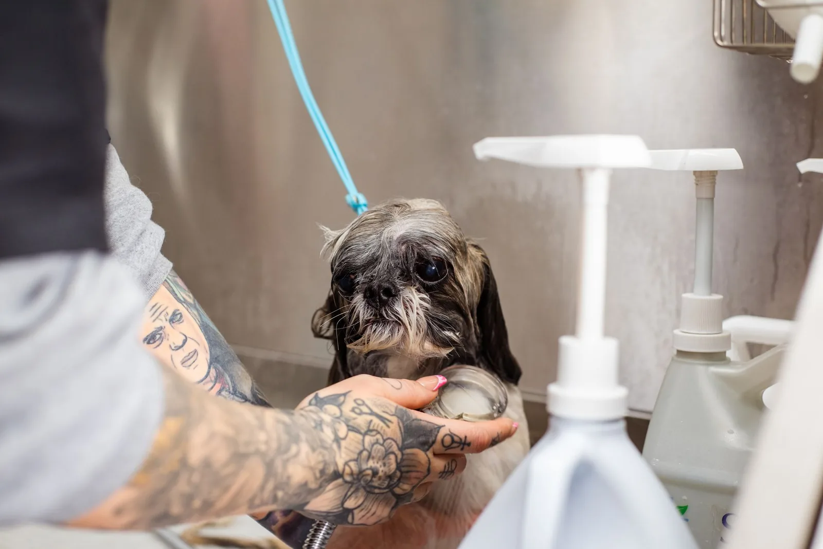 A small white dog being bathed with shampoo