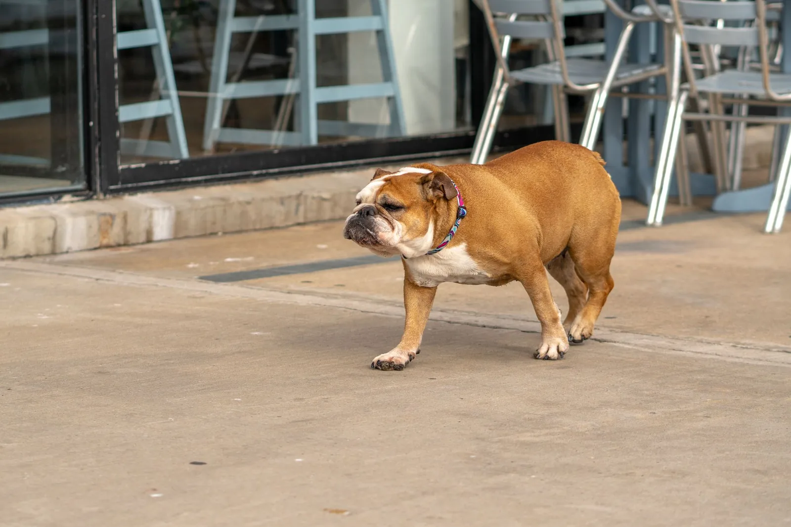 A dog moving carefully across a familiar room
