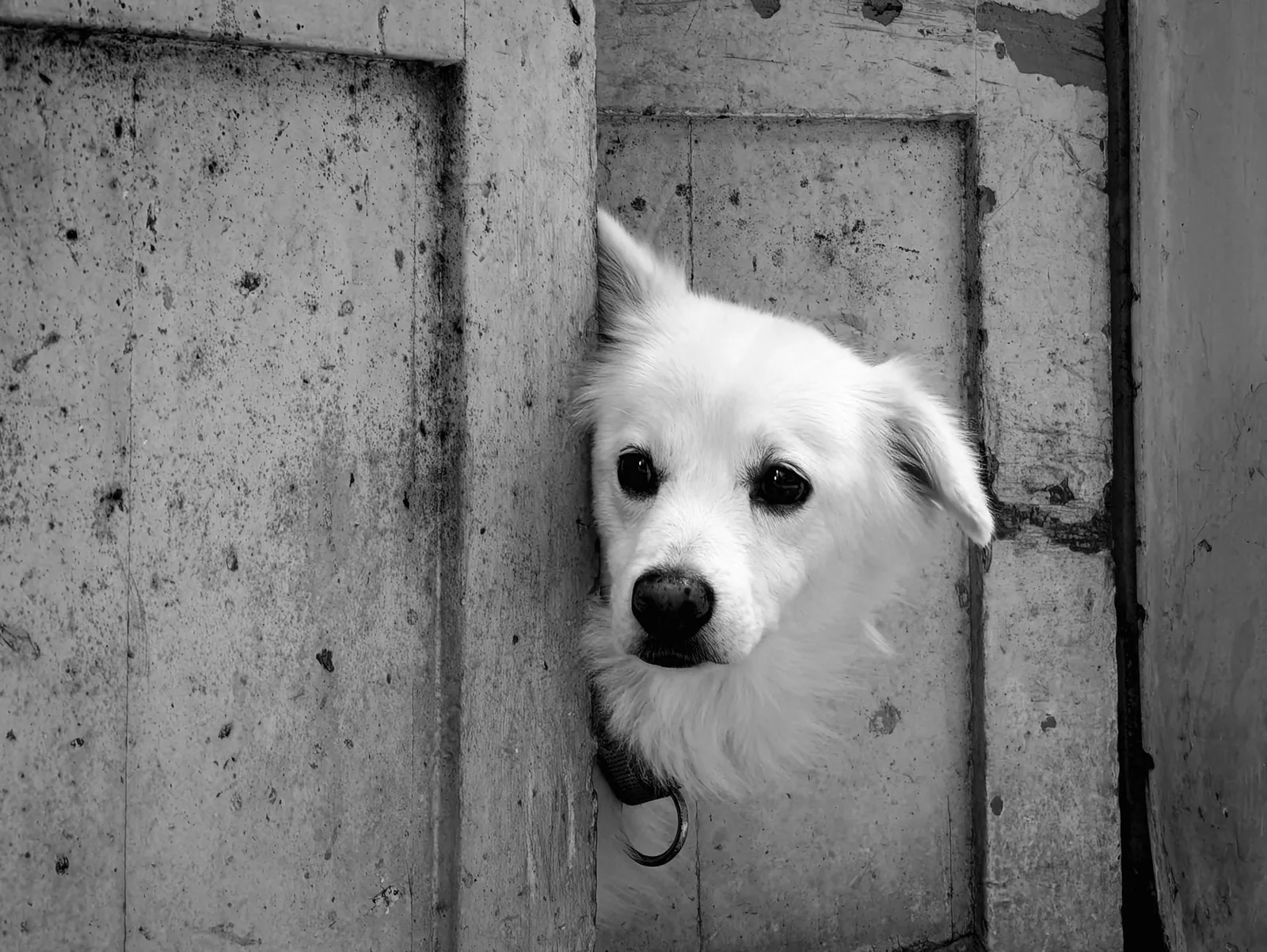 A dog moving carefully through a doorway at home