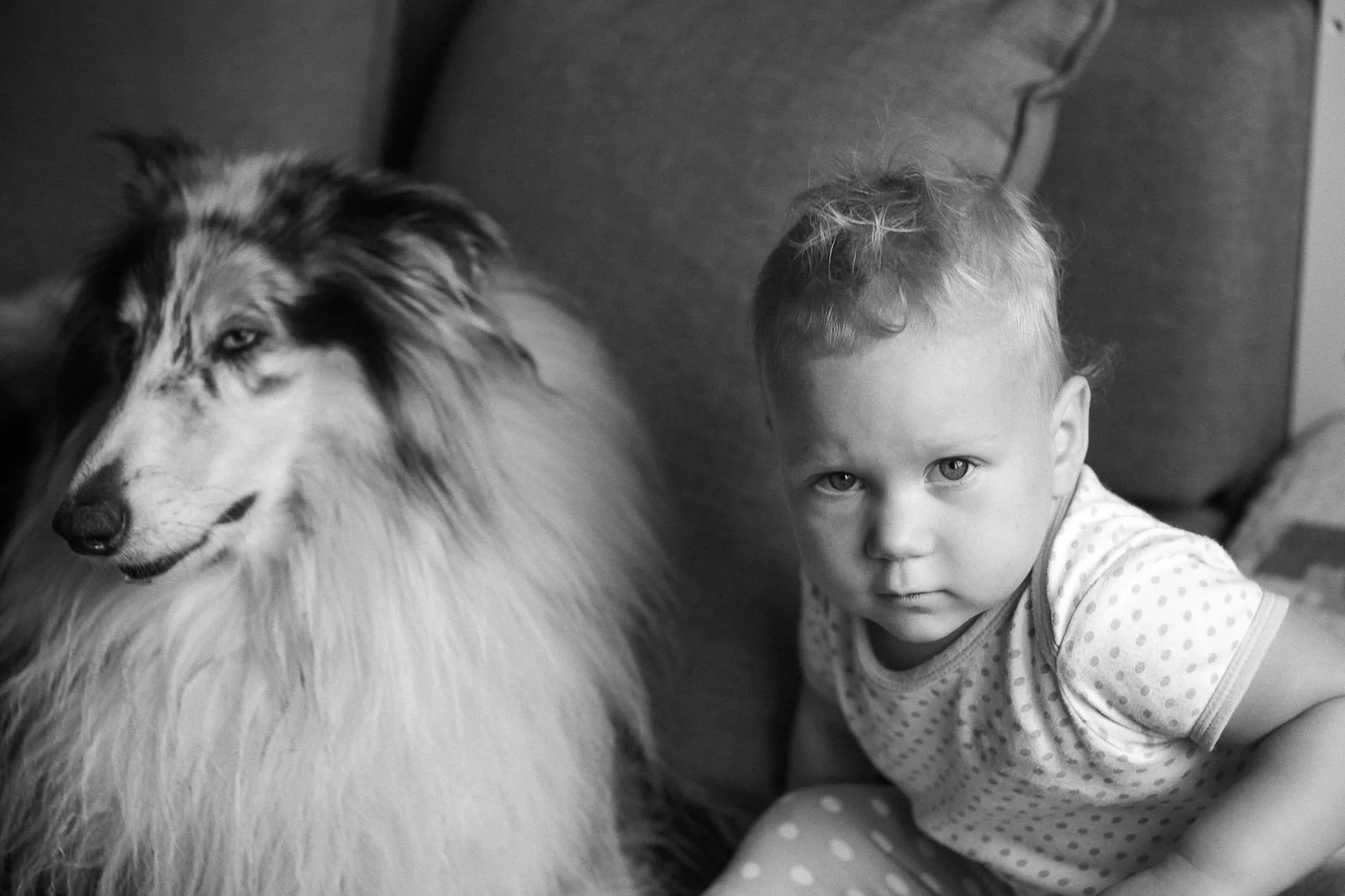 A dog sitting beside a person in a home setting