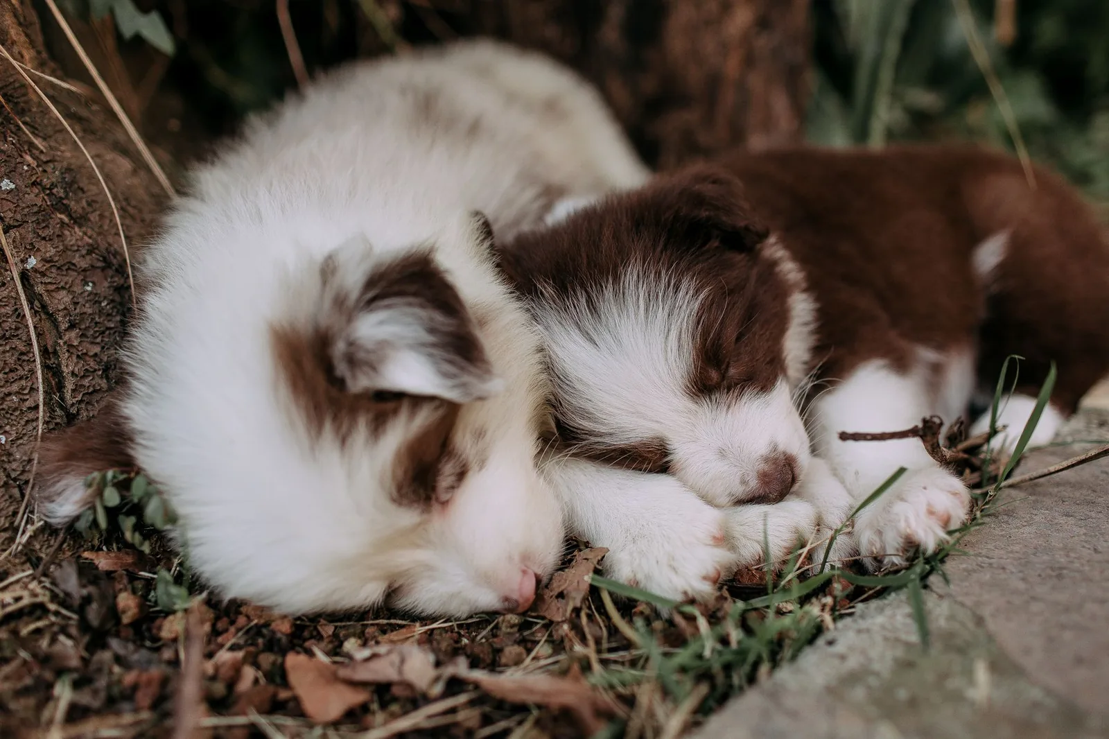 Two dogs asleep curled against each other