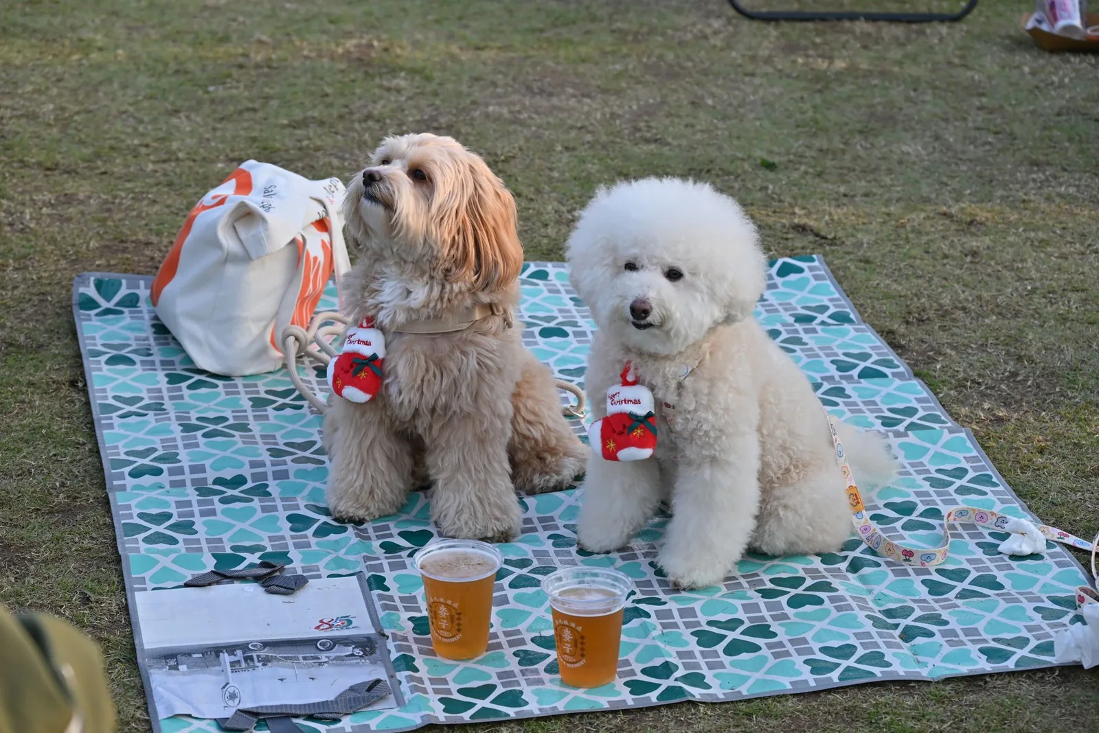 Two dogs relaxing together on a rug at home