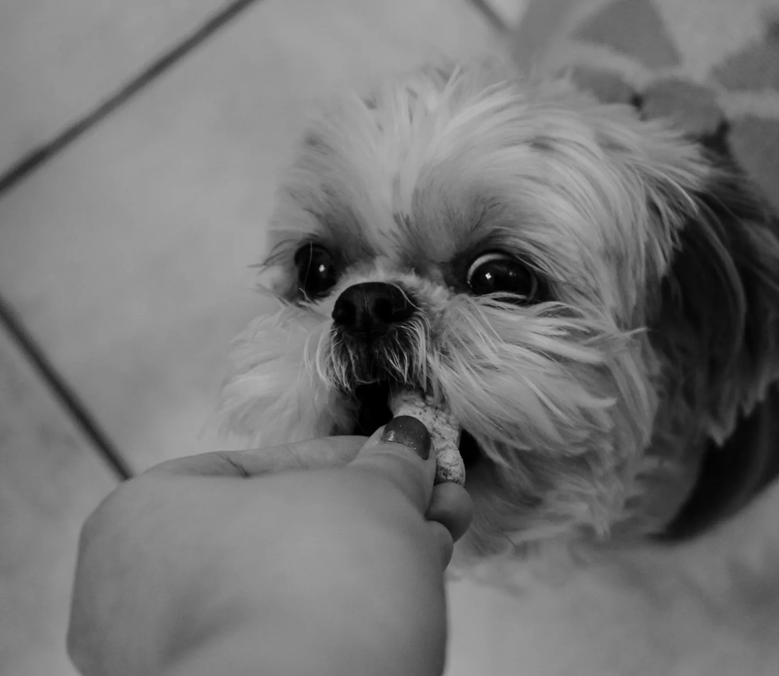 A small dog having its teeth brushed with a toothbrush