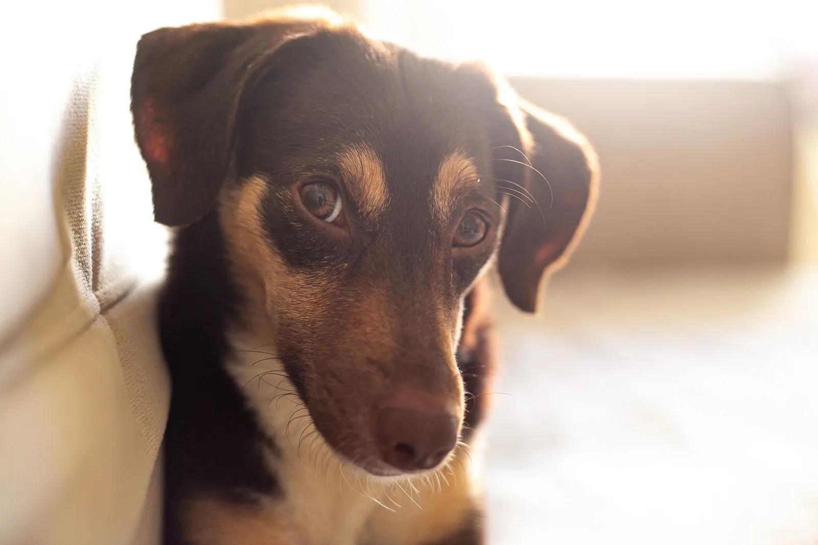 A shy dog watching from a distance