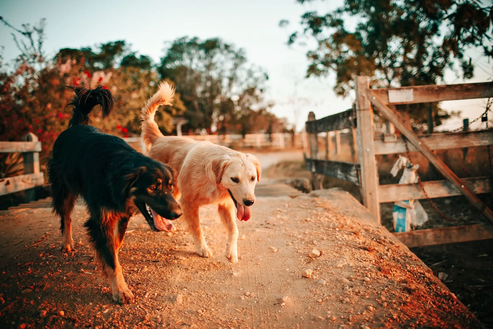 A dog walking calmly along a path