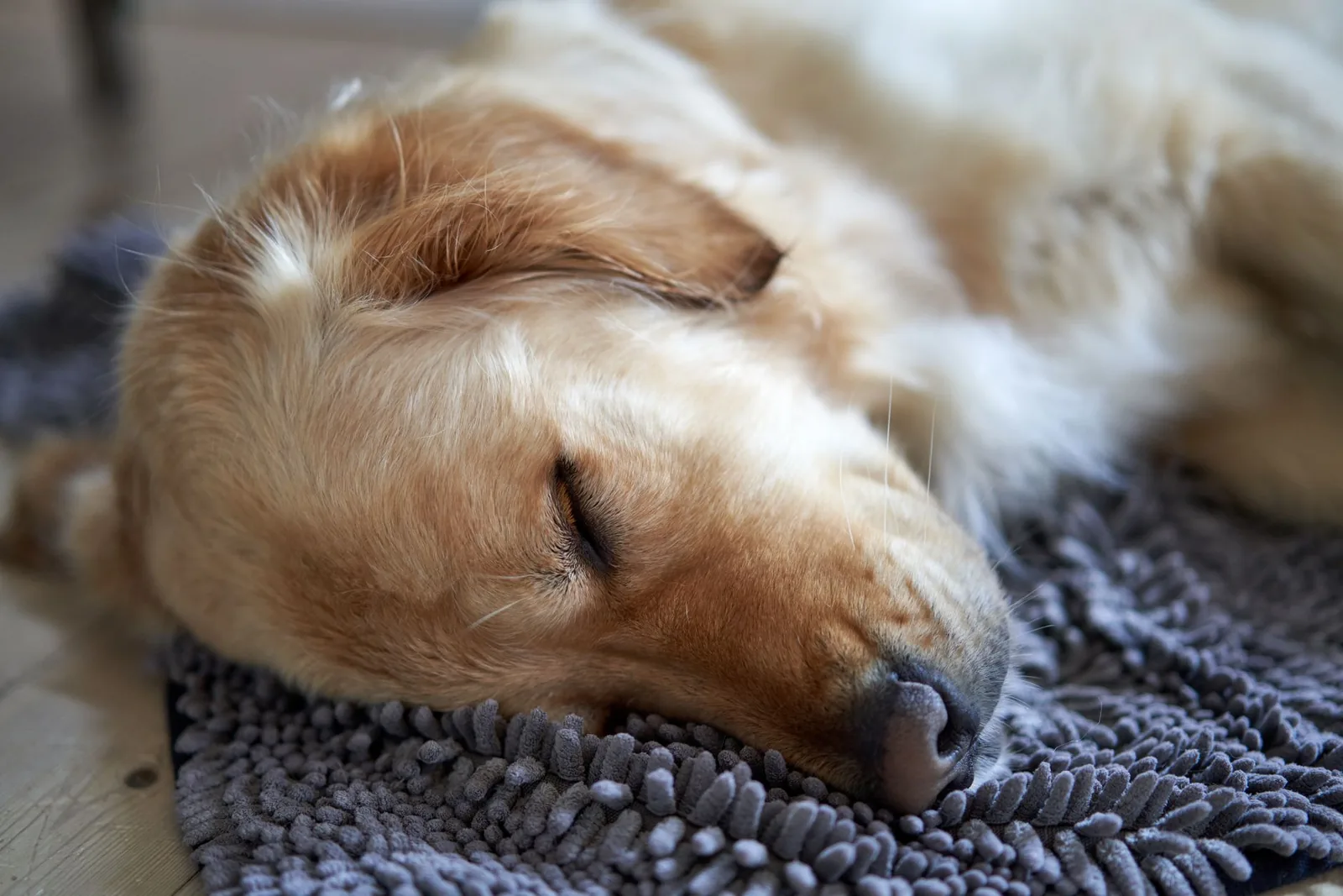 A relaxed dog asleep indoors