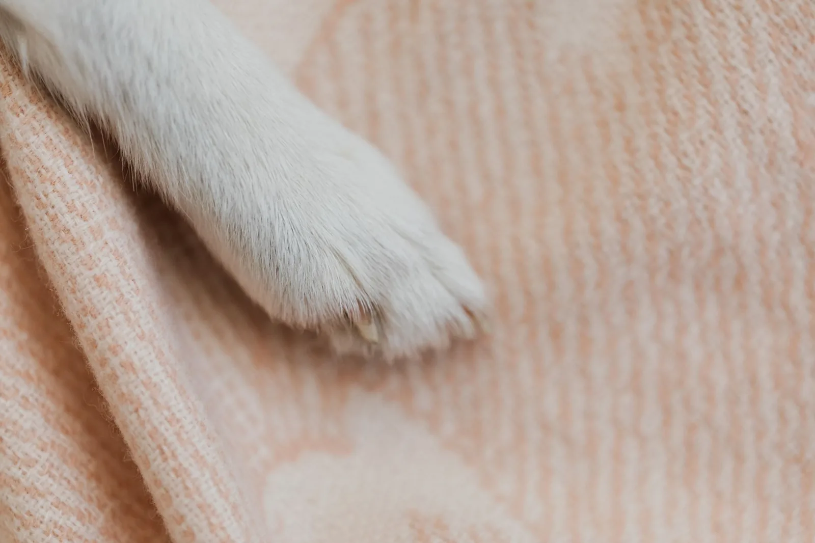 A senior dog resting on a blanket