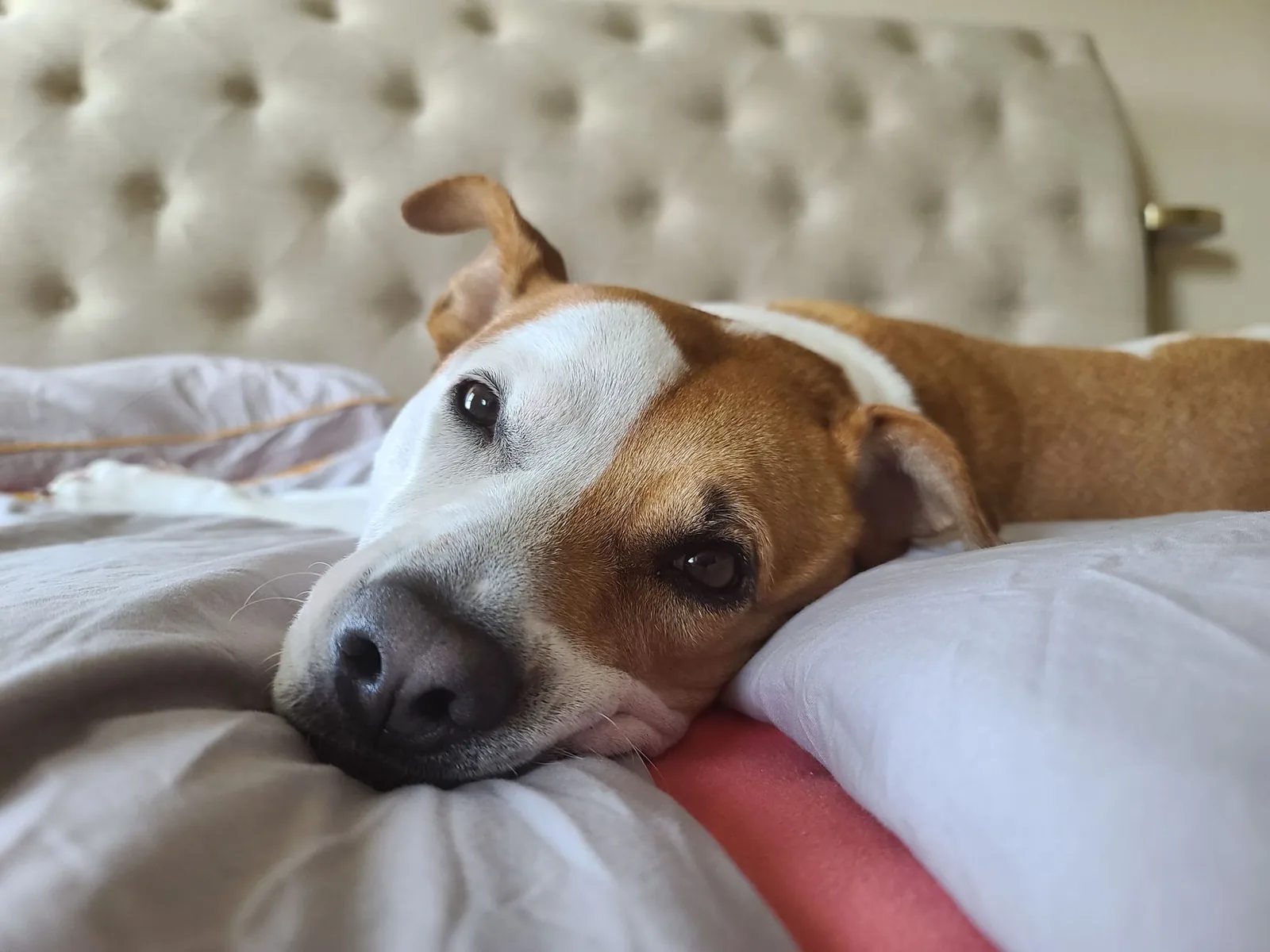 A dog resting undisturbed in its own bed