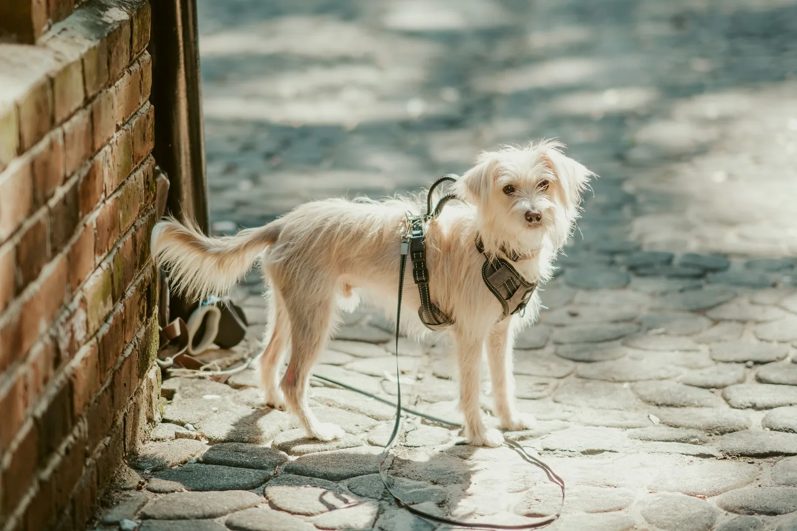 A small dog walking calmly along a town sidewalk