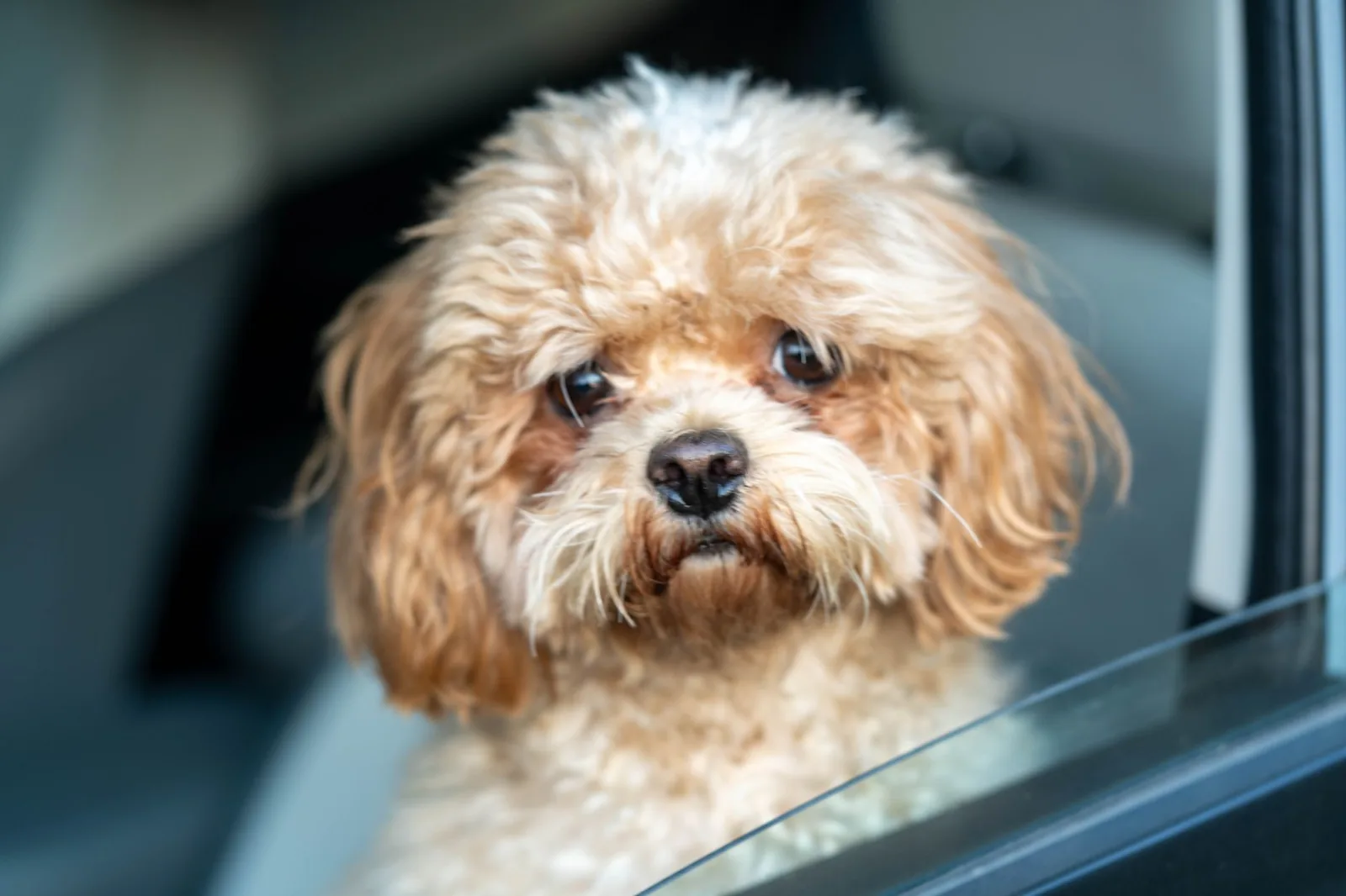 A small dog looking out of a car window