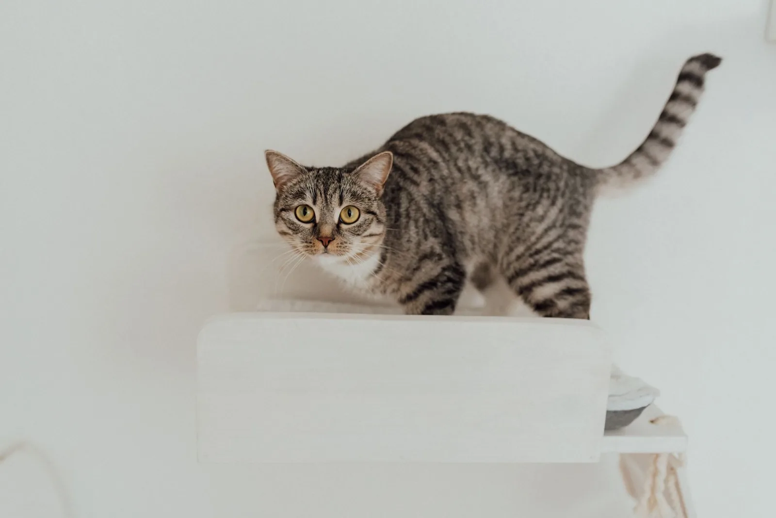 A cat resting on a high shelf out of reach