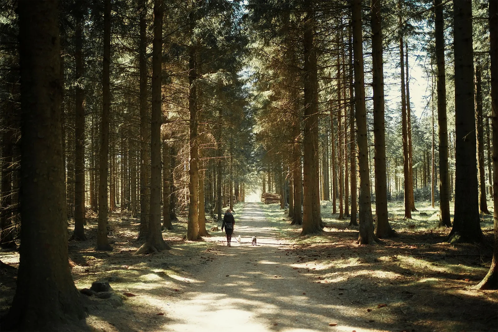 A person turning away along a path with a dog