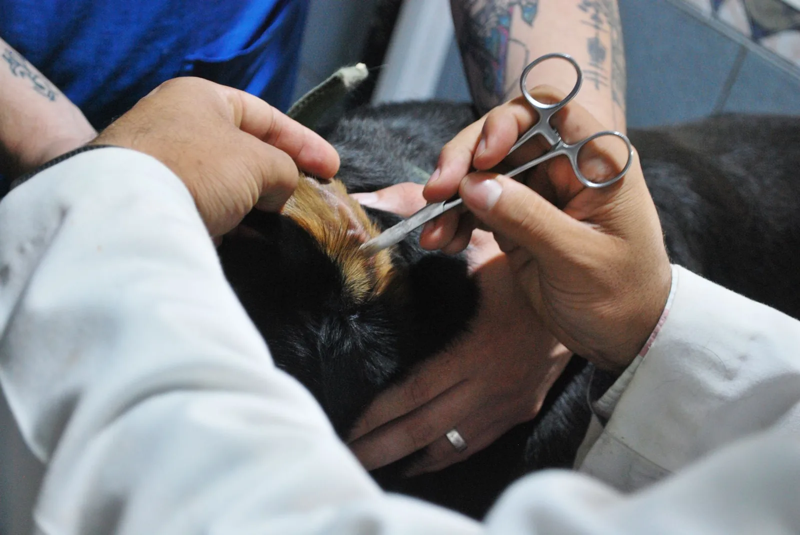 A dog&rsquo;s ear being checked during grooming