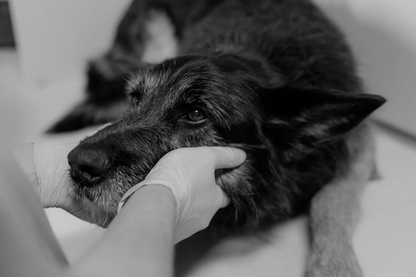 A dog’s eye being examined closely