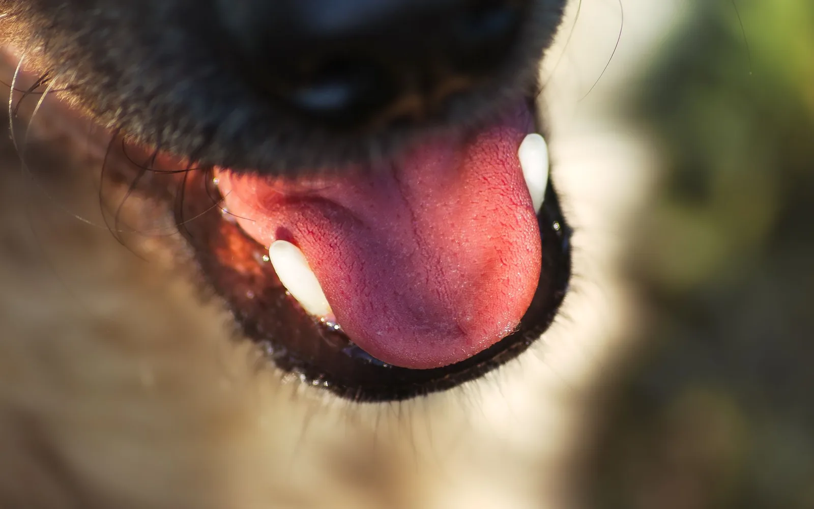 A person lifting a dog’s lip to check gum color