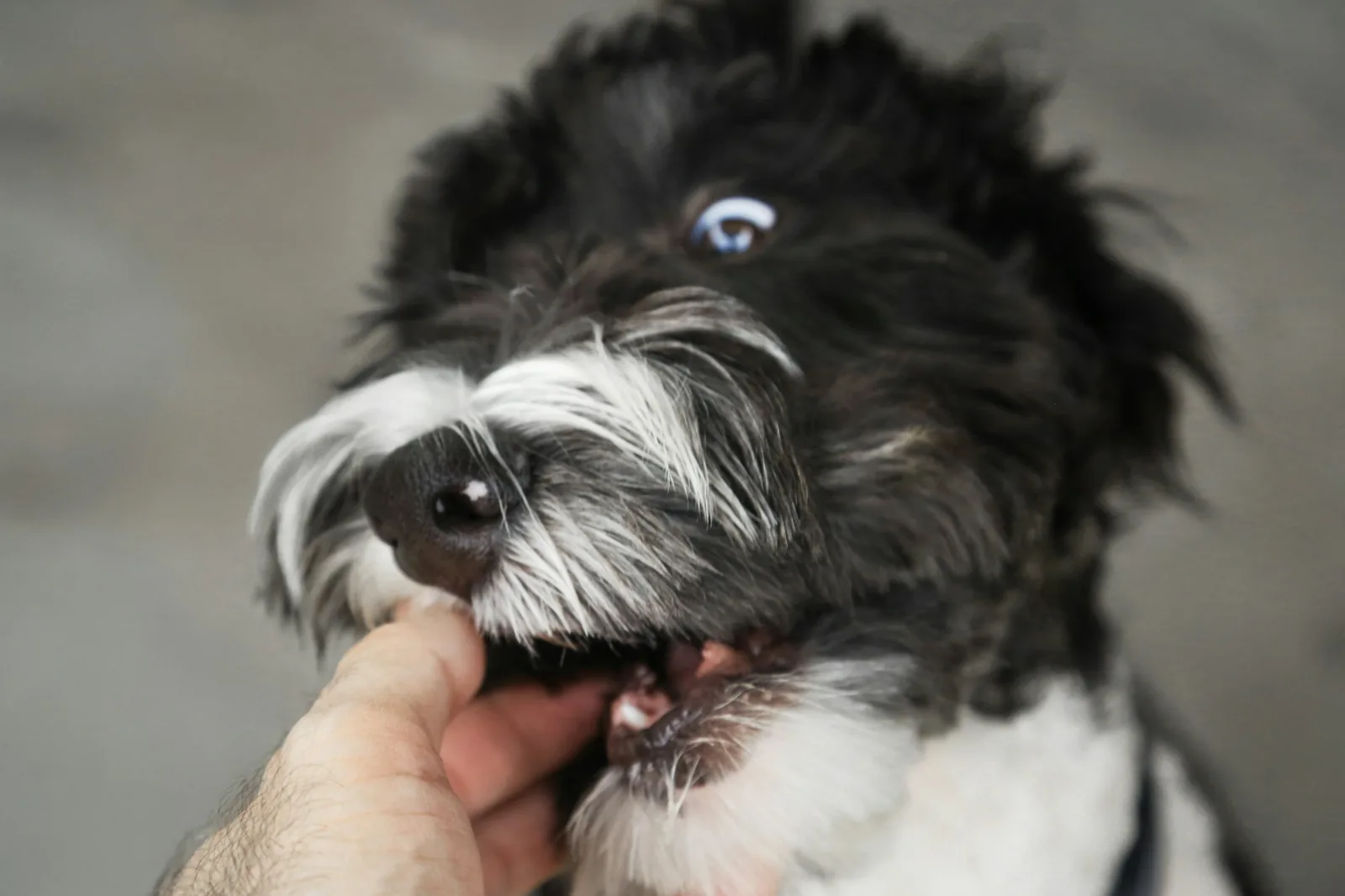 A person lifting a dog’s lip to check the gums