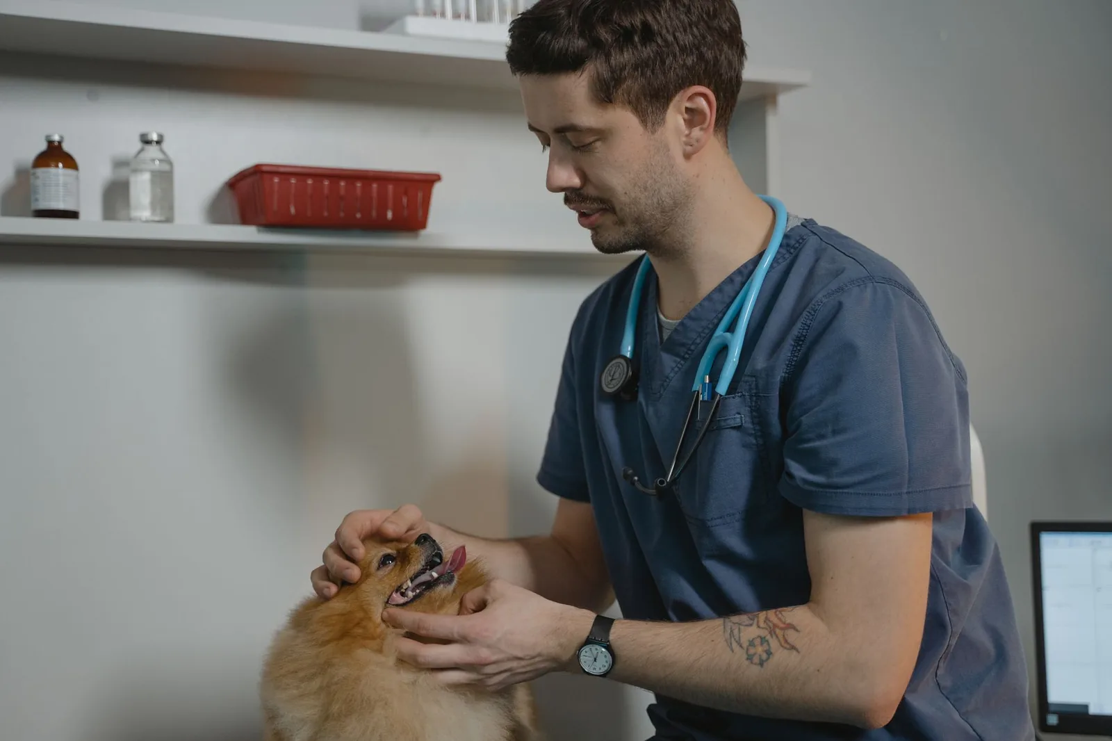 A person gently checking a small dog during recovery