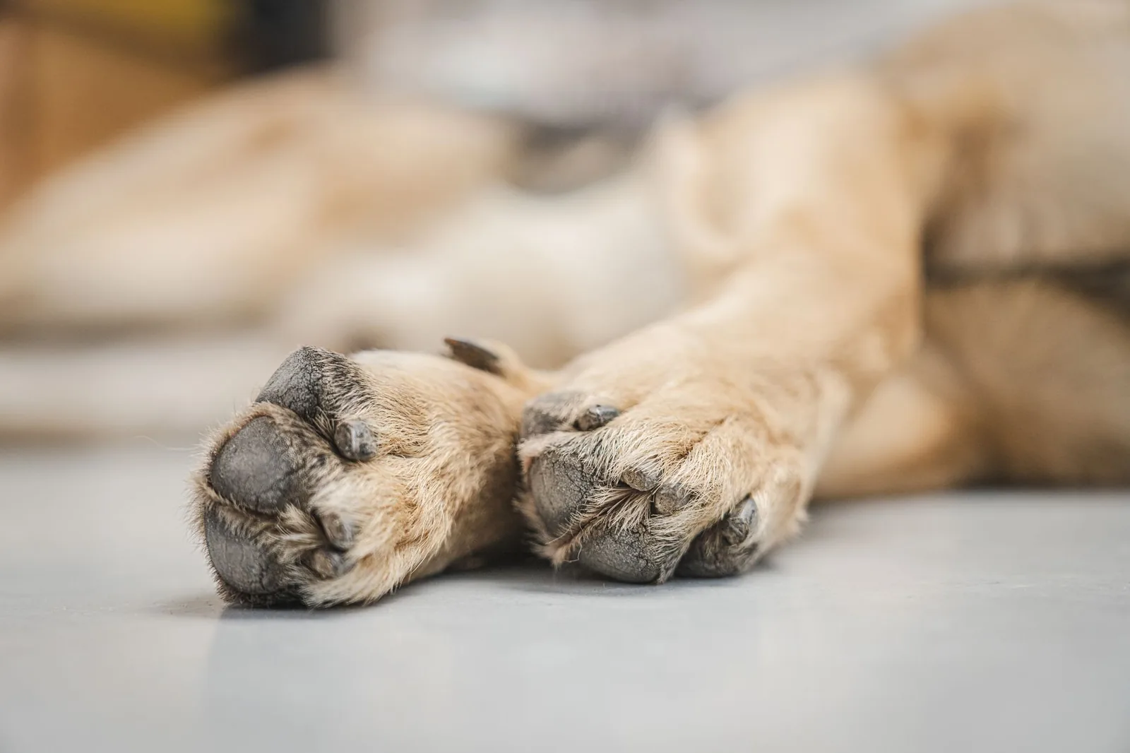 A person checking between a dog’s toes