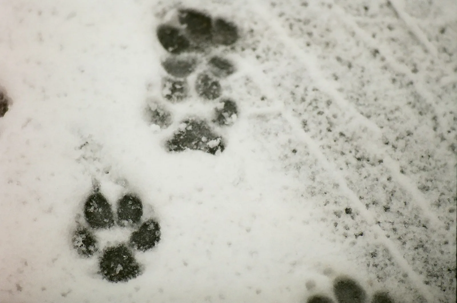 Close-up of a dog’s paw resting in snow