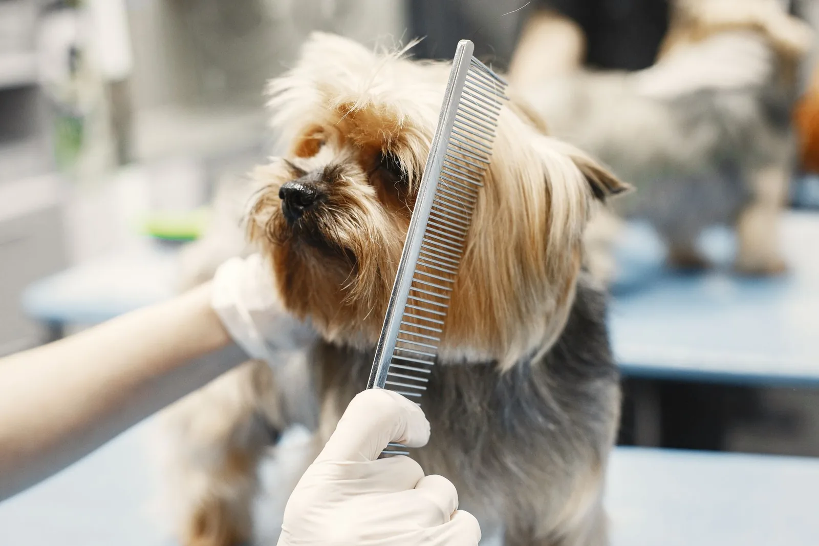A small dog being groomed on a grooming table