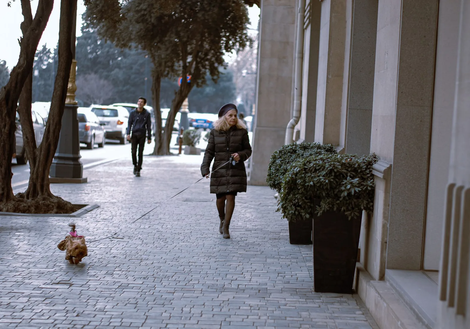A small dog walking on a leash along a city street