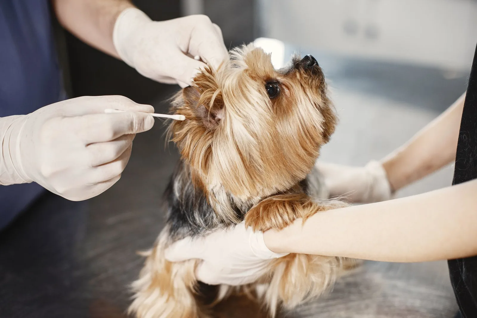 A person cleaning the outer part of a dog’s ear