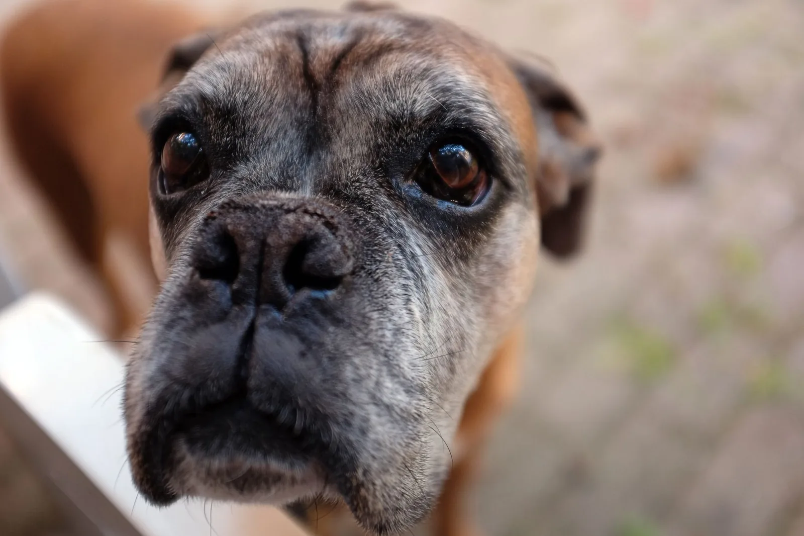 An older dog’s eye showing a cloudy lens