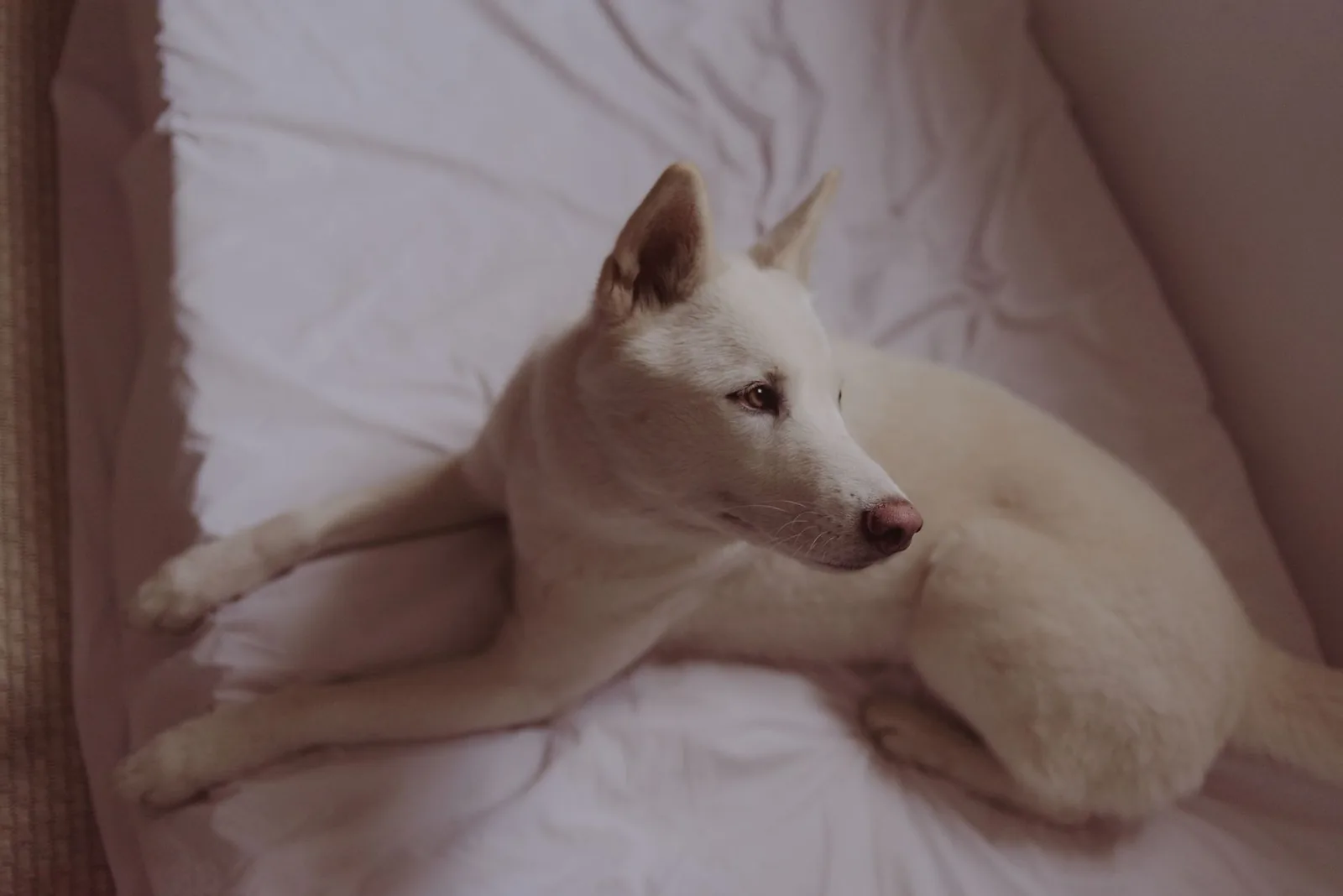 A dog resting comfortably on its bed