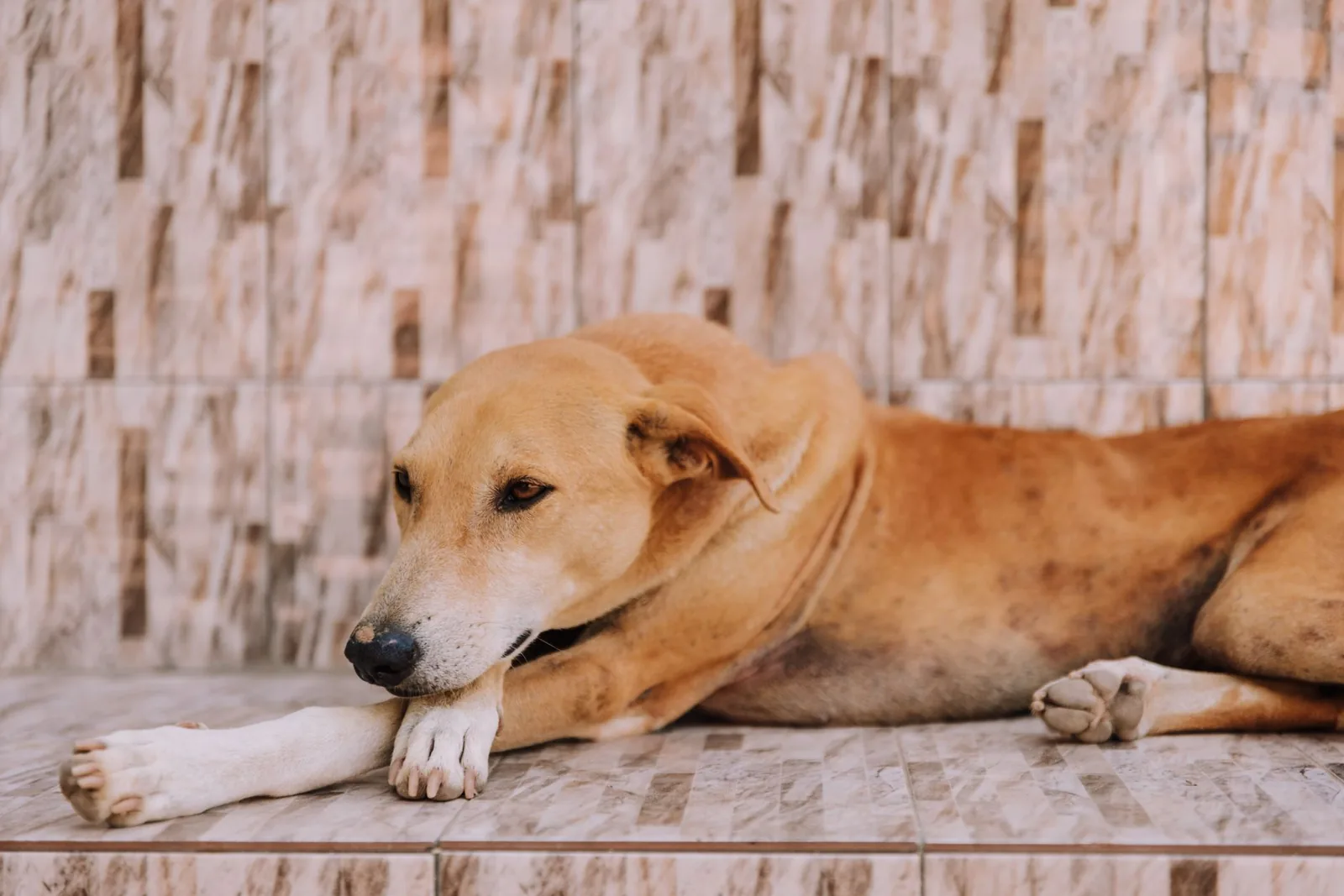 A dog lying on a cool floor indoors