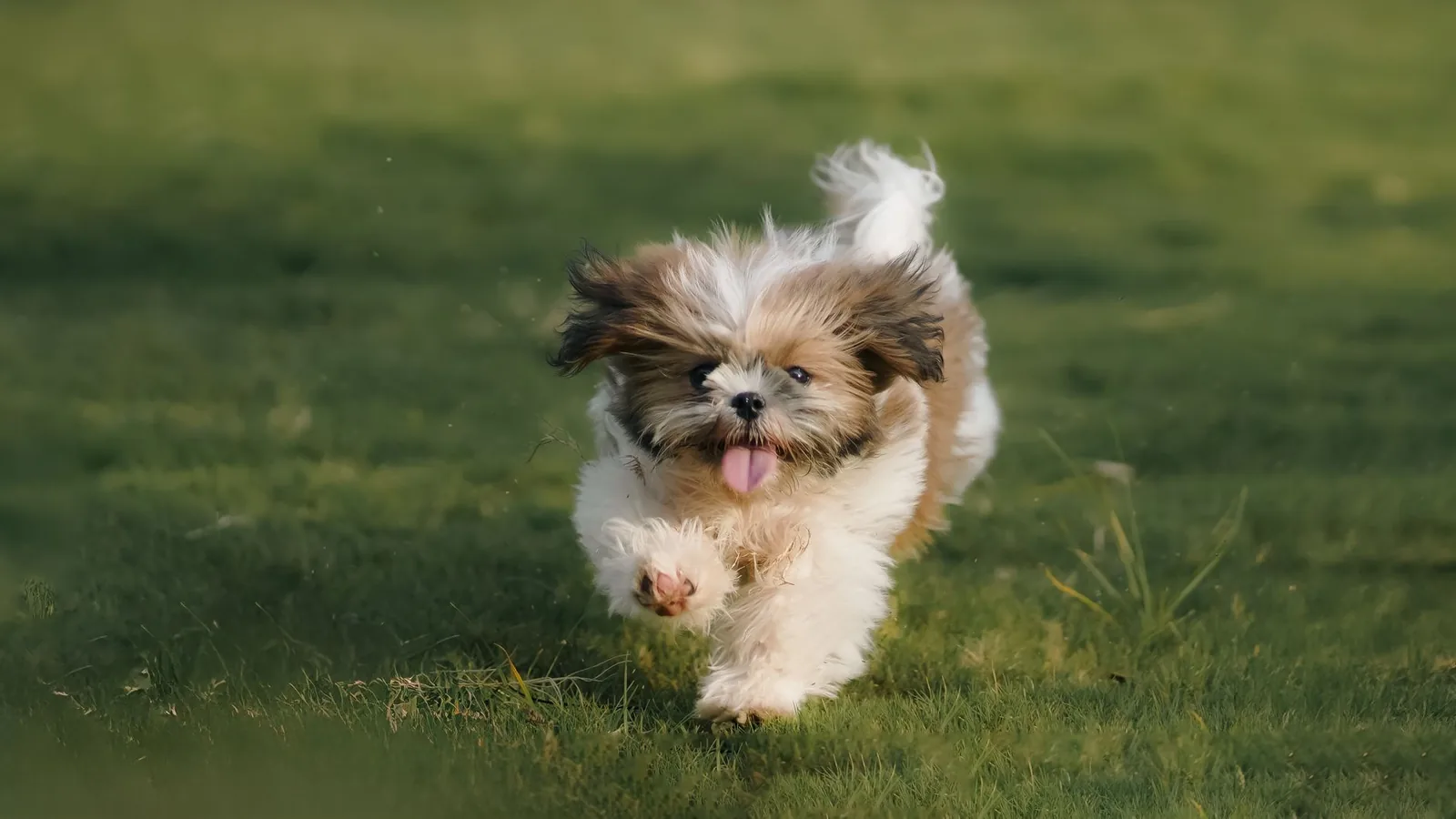 A small dog moving freely outdoors