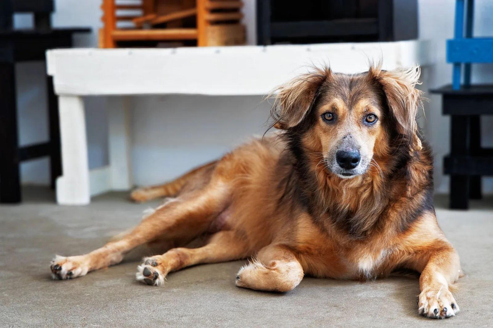 A content dog resting comfortably at home