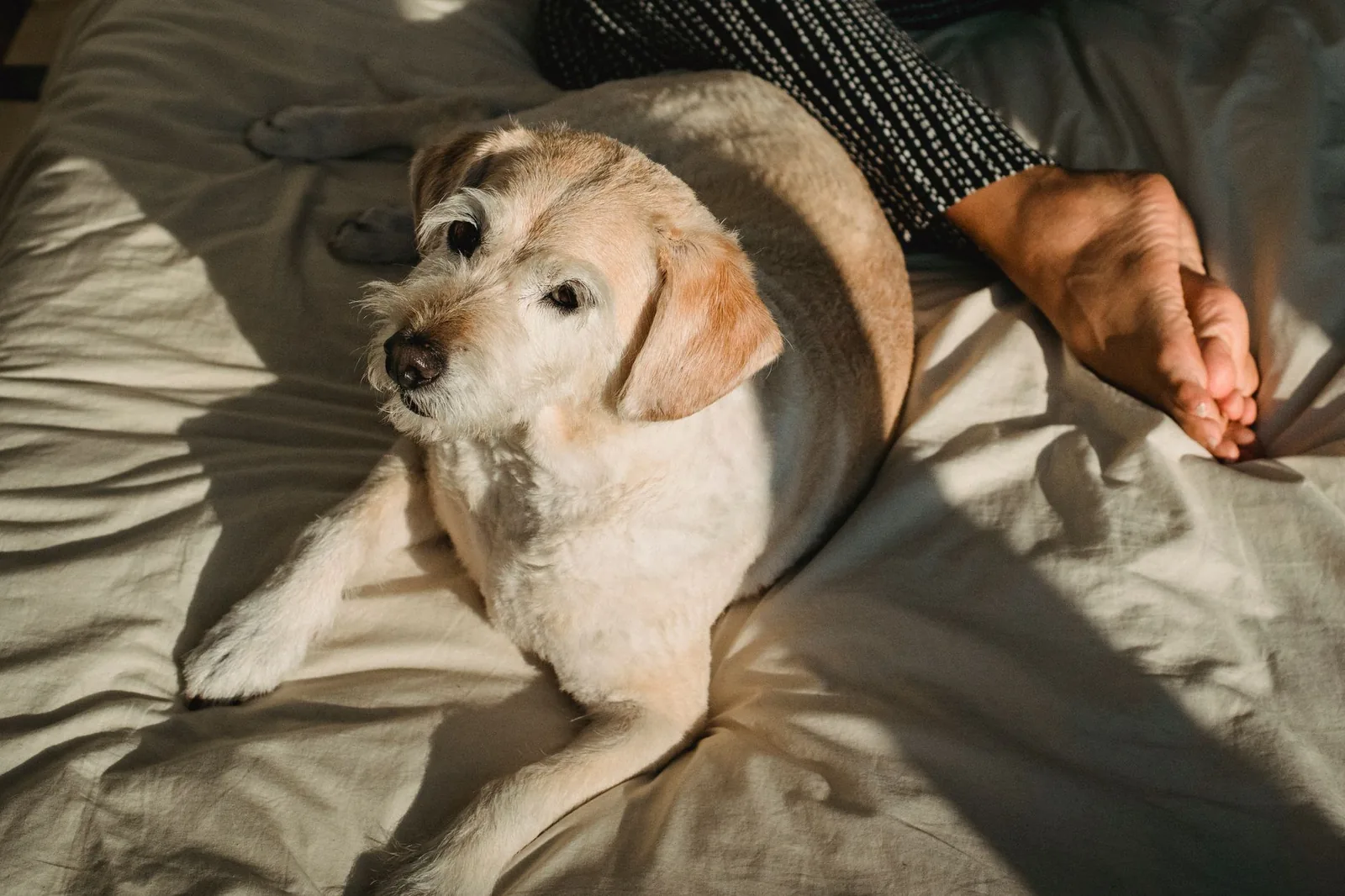 A senior dog asleep on a soft bed