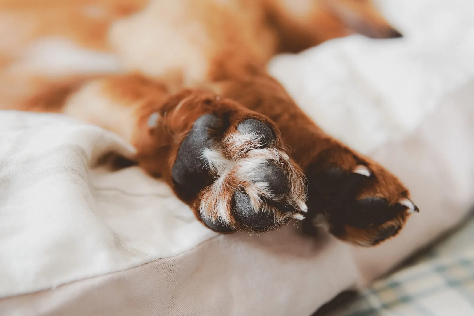 A dog asleep on a thick padded bed
