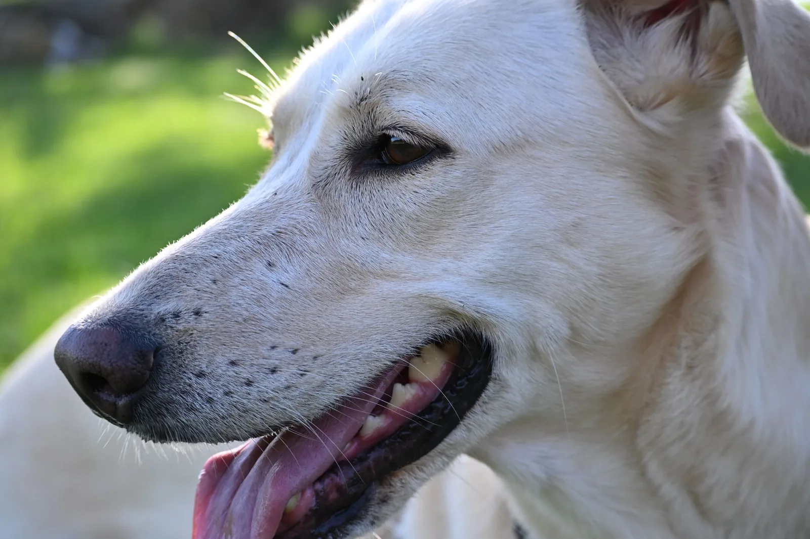 A relaxed white terrier resting outdoors