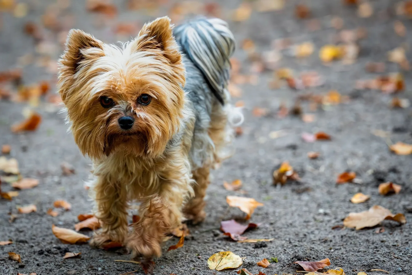 A contented terrier standing outdoors