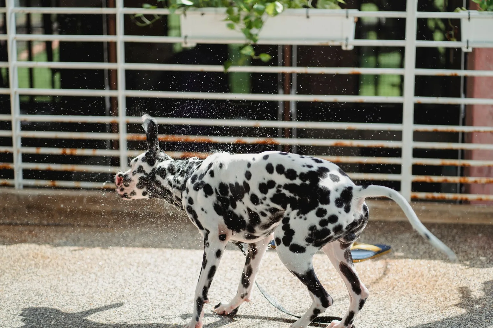 A damp towel being used to cool a dog