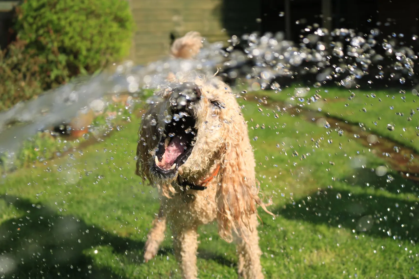 A dog being cooled with water on a warm day