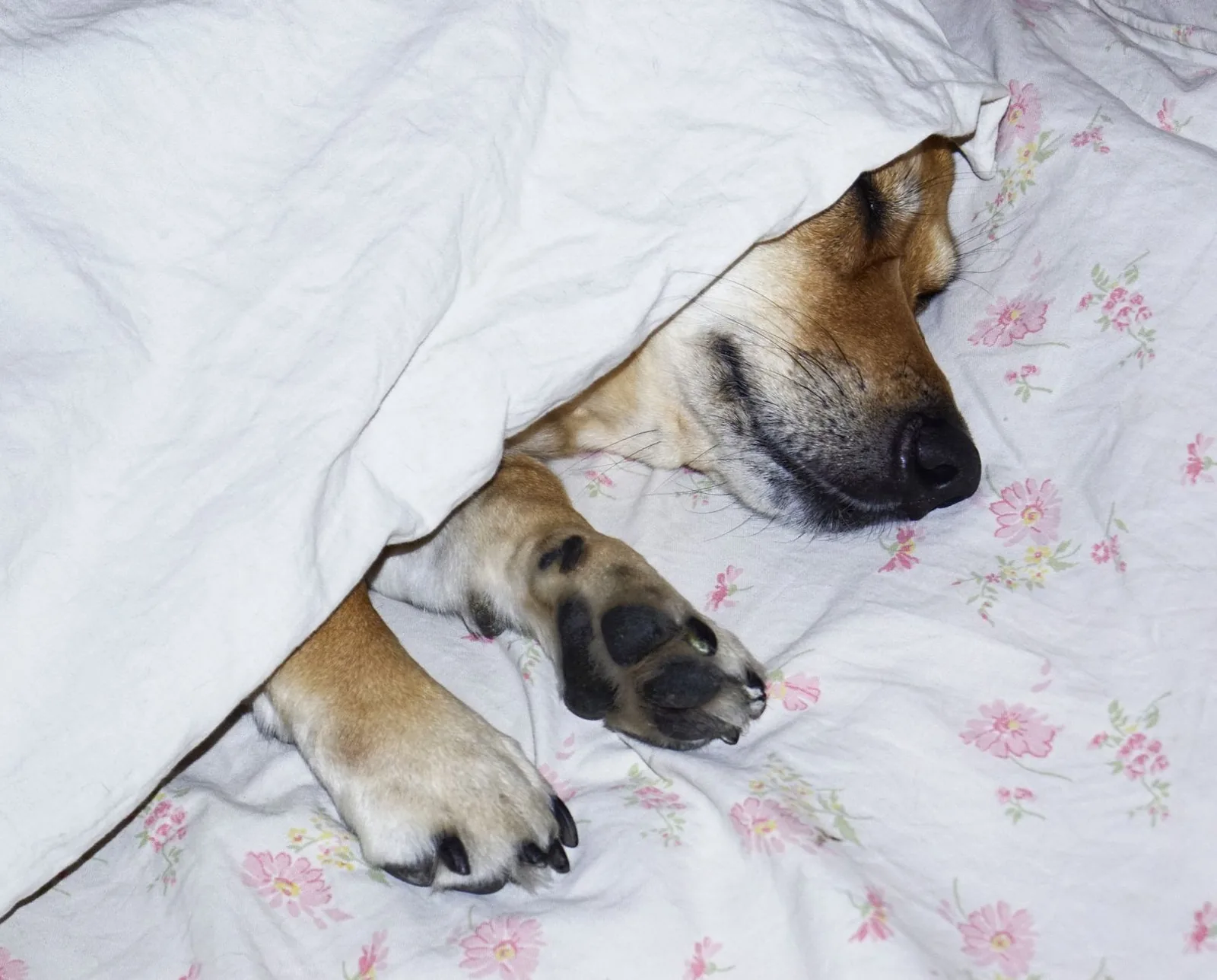 A covered dog bed set up in a quiet corner