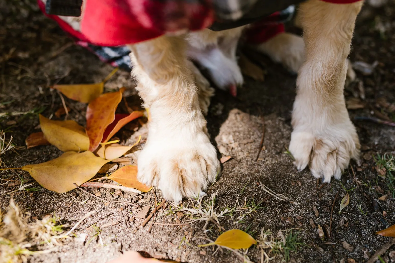 Close-up detail of a dog’s paw pad