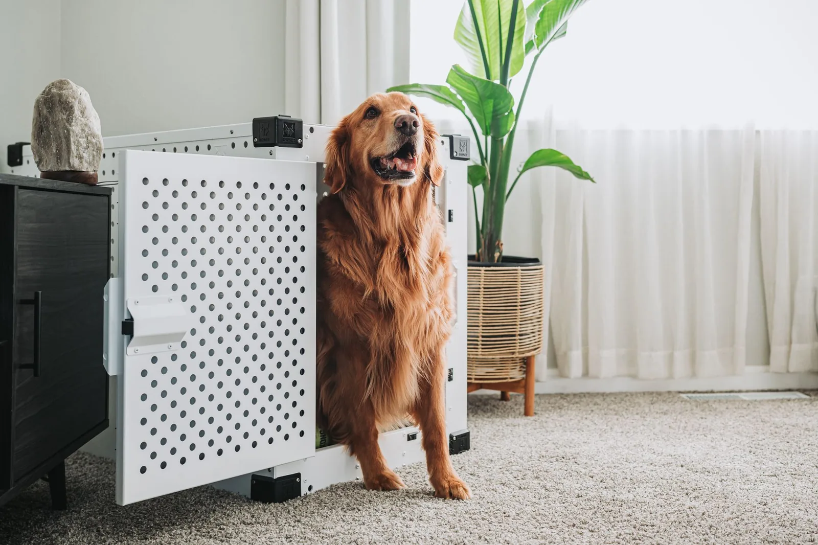 A dog lying comfortably in an open crate