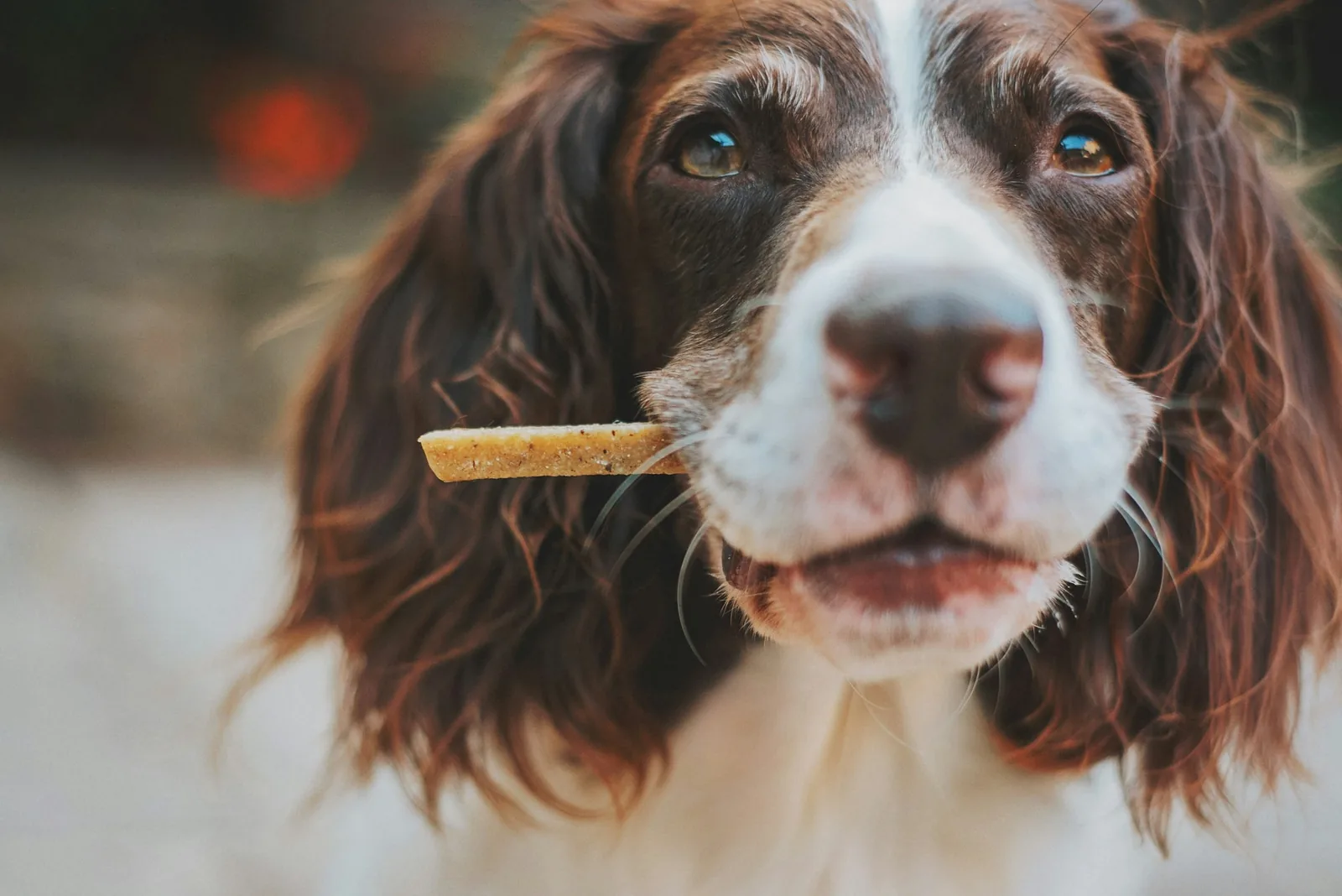 A dog chewing on a dental treat