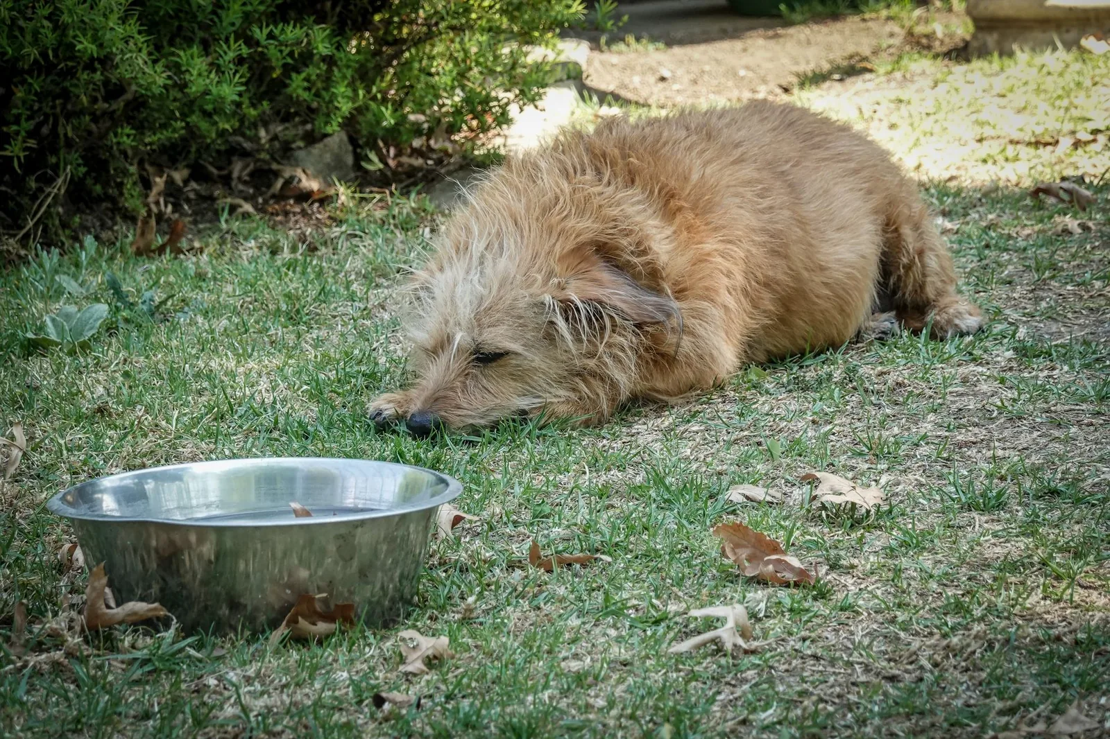 A small white dog drinking from a water bowl