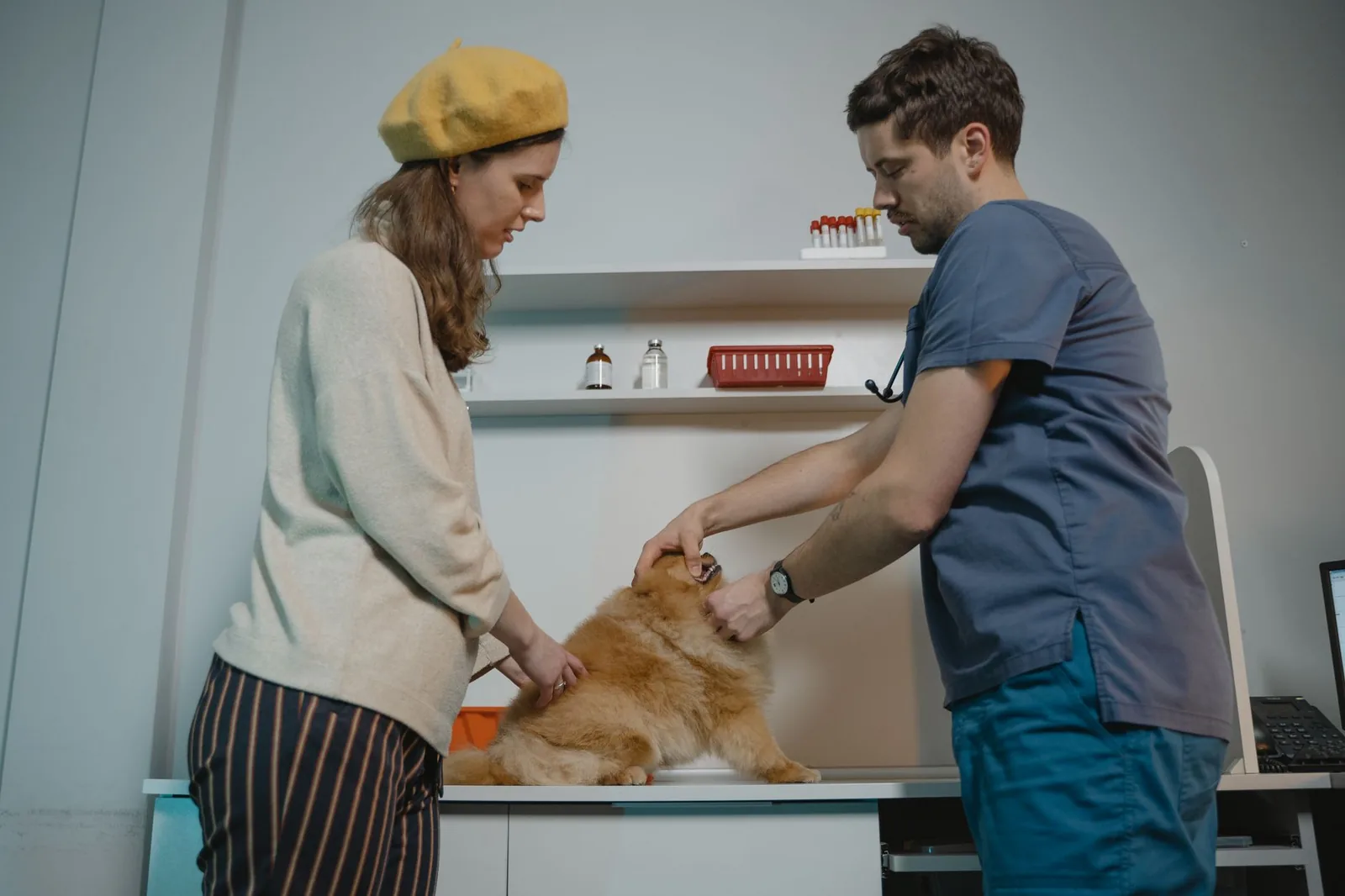A veterinarian explaining options to an owner
